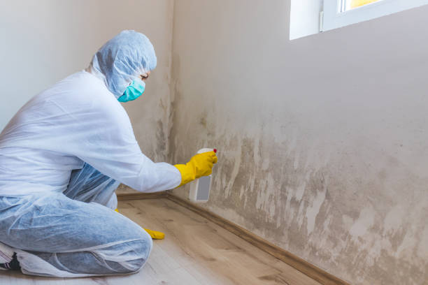 Black mold inspection in Waterford
